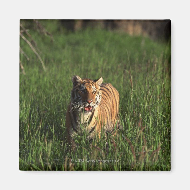 Bengaltiger Magnet (Framsidan)