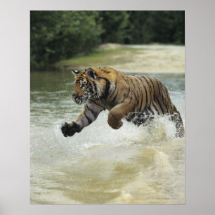 Bengaltiger (Panthera tigris tigris) laddning Poster