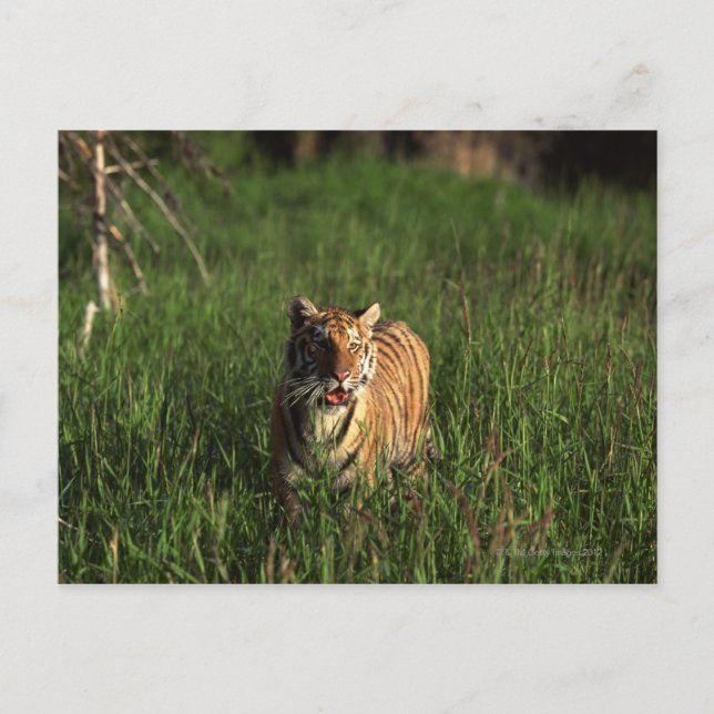 Bengaltiger Vykort (Framsida)