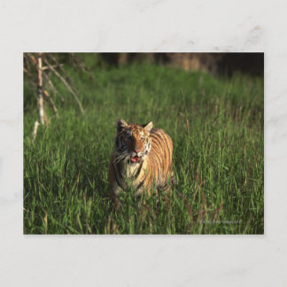 Bengaltiger Vykort