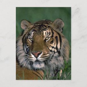 Bengaltiger Vykort