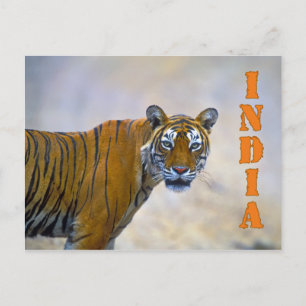 Bengaltiger Vykort