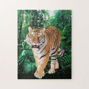 BENGELTIGARE I JUNGLE PUSSEL
