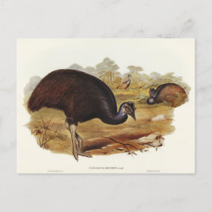 Bennetts Cassowary av Elizabeth Gould Vykort