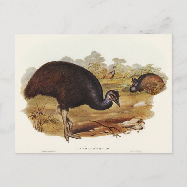 Bennetts Cassowary av Elizabeth Gould Vykort (Framsida)