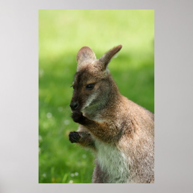 Bennetts Wallaby Poster (Framsidan)