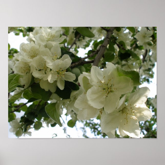 Bensar Träd-utskrift för Apple Poster (Framsidan)