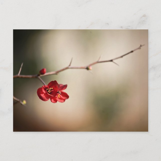 Bensinkvensinläggskort Vykort (Framsida)