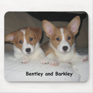 Bentley & Barkley Musmatta