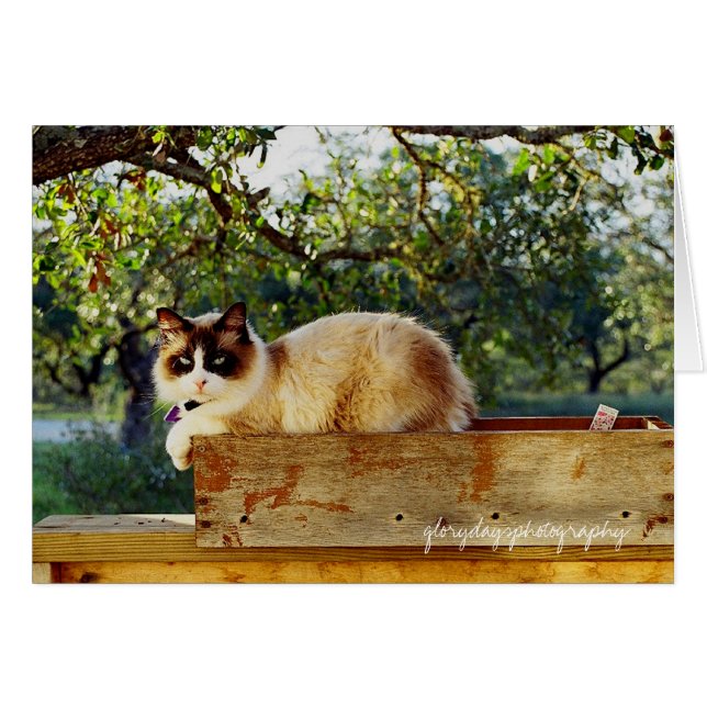 Bentley-blombox, glorydaysphotografi hälsningskort (Framsidan Horizontal)