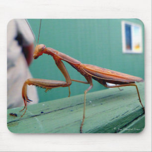 Ber Mantis & ant Musmatta
