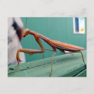 Ber Mantis & ant Vykort