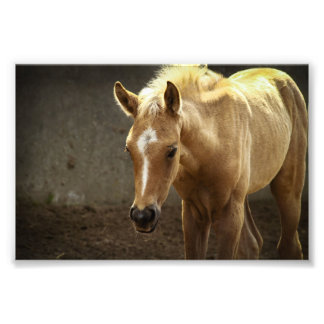 Berber Fohlen Fototryck