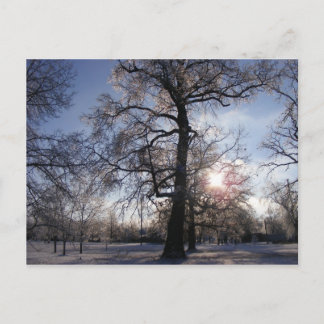 Berea Oak efter isstorm Vykort