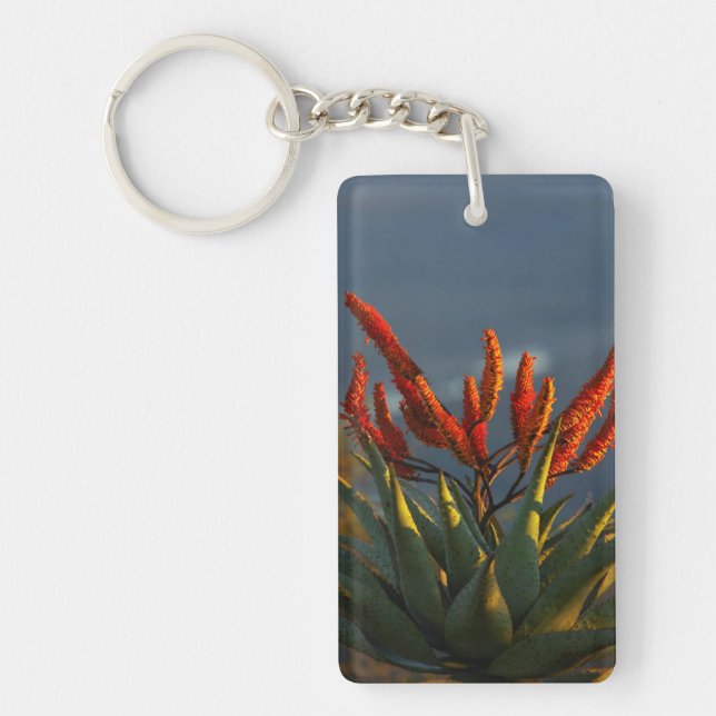 Berg-Aloe (Aloe Marlothii Berger) (Framsidan)