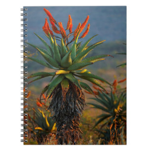 Berg-Aloe (Aloe Marlothii Berger) 2 Anteckningsbok Med Spiral