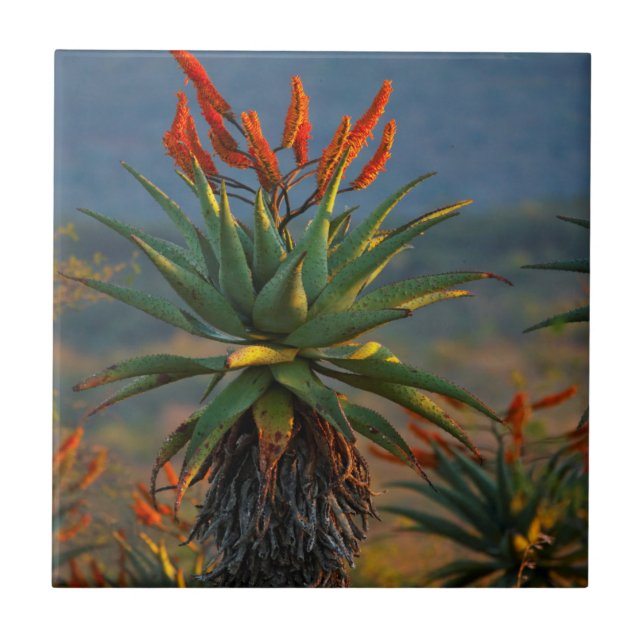 Berg-Aloe (Aloe Marlothii Berger) 2 Kakelplatta (Framsidan)