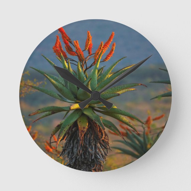 Berg-Aloe (Aloe Marlothii Berger) 2 Rund Klocka (Framsida)