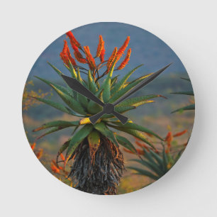Berg-Aloe (Aloe Marlothii Berger) 2 Rund Klocka