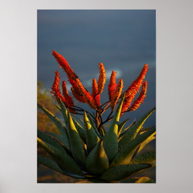Berg-Aloe (Aloe Marlothii Berger) Poster (Framsidan)