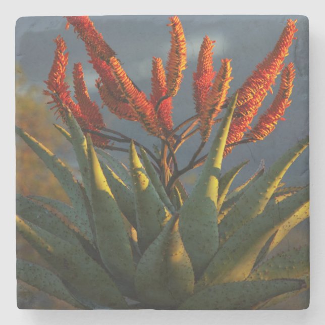 Berg-Aloe (Aloe Marlothii Berger) Stenunderlägg (Framsidan)