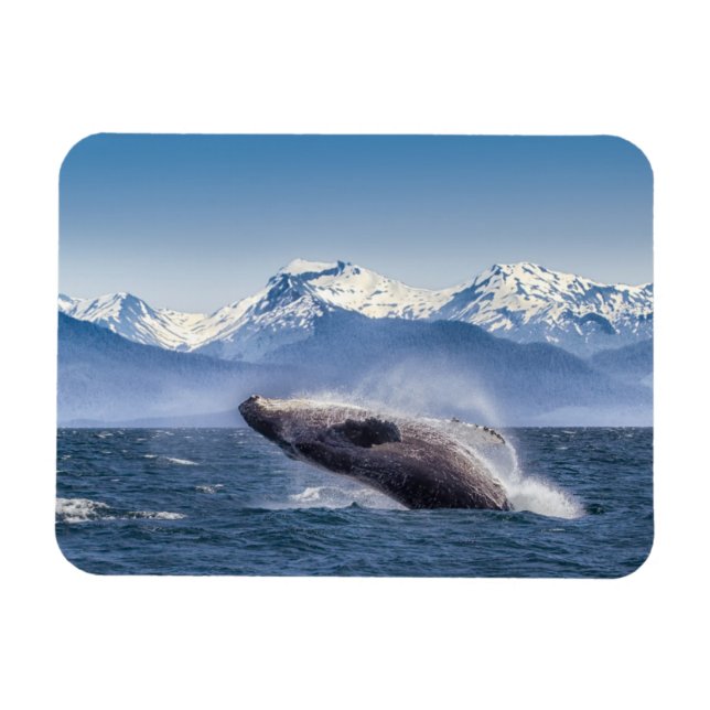 Berg | Bröstning av Whale Glacier Bay, Alaska Magnet (Horisontell)