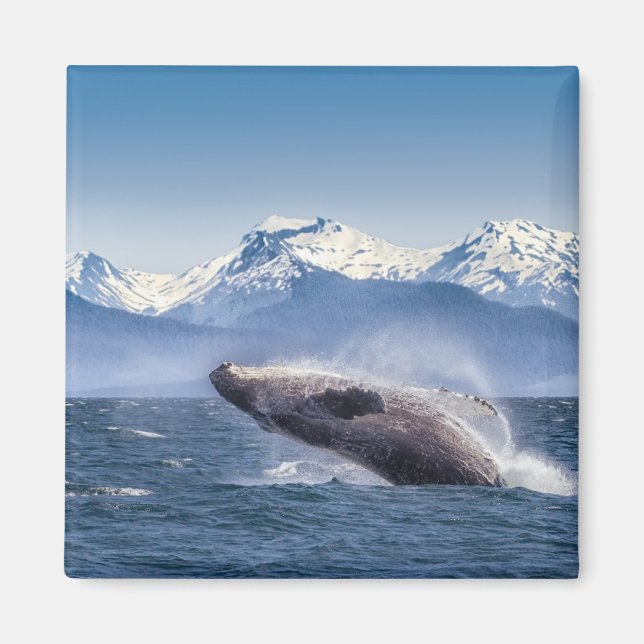 Berg | Bröstning av Whale Glacier Bay, Alaska Magnet (Framsidan)