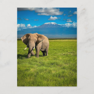 Berg Kilimanjaro Tanzania, Afrika Vykort