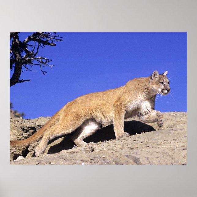 Berg Lejon på Stalk Print Poster (Framsidan)