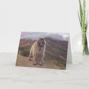 berg Leonberger Kort