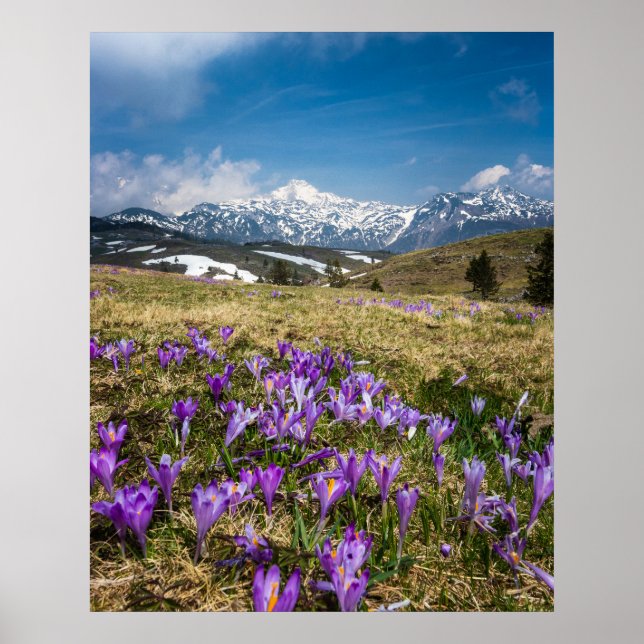 Berg och krokblommor på Velika Planina, Sl Poster (Framsidan)