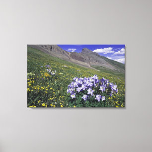 Berg och vilda blommor i alpin äng, Blå Canvastryck