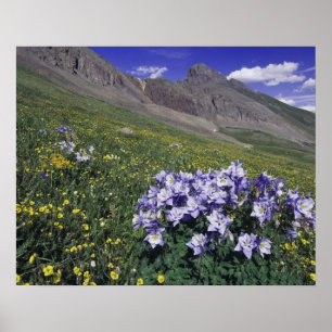 Berg och vilda blommor i alpin äng, Blå Poster