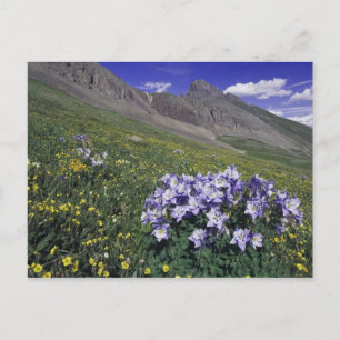 Berg och vilda blommor i alpin äng, Blå Vykort