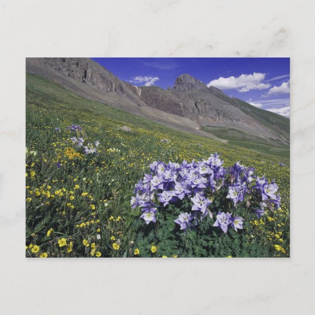 Berg och vilda blommor i alpin äng, Blå Vykort (Framsida)