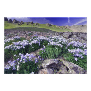 Berg och vilda blommor i alpin äng, fototryck