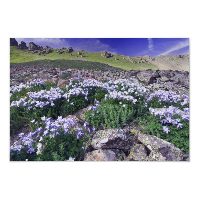 Berg och vilda blommor i alpin äng, fototryck (Framsidan)