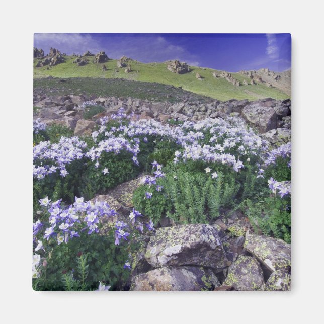 Berg och vilda blommor i alpin äng, magnet (Framsidan)