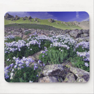 Berg och vilda blommor i alpin äng, musmatta