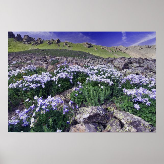 Berg och vilda blommor i alpin äng, poster (Framsidan)