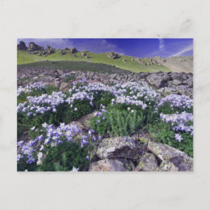 Berg och vilda blommor i alpin äng, vykort