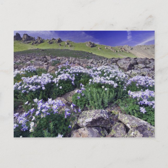 Berg och vilda blommor i alpin äng, vykort (Framsida)