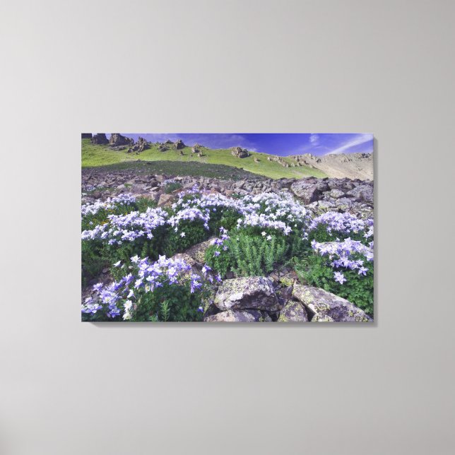 Berg och vilda blommor på alpin äng, canvastryck (Framsida)