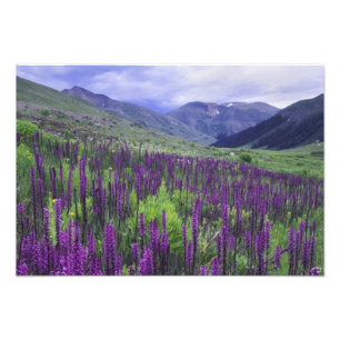 Berg och vildblommor i alpin äng, 2 fototryck