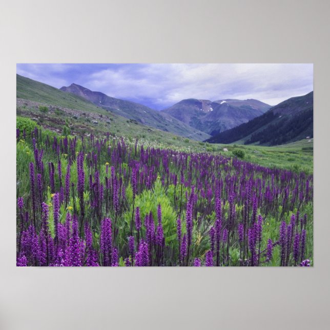 Berg och vildblommor i alpin äng, 2 poster (Framsidan)