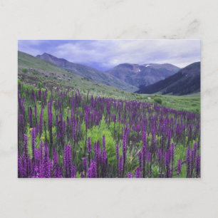 Berg och vildblommor i alpin äng, 2 vykort