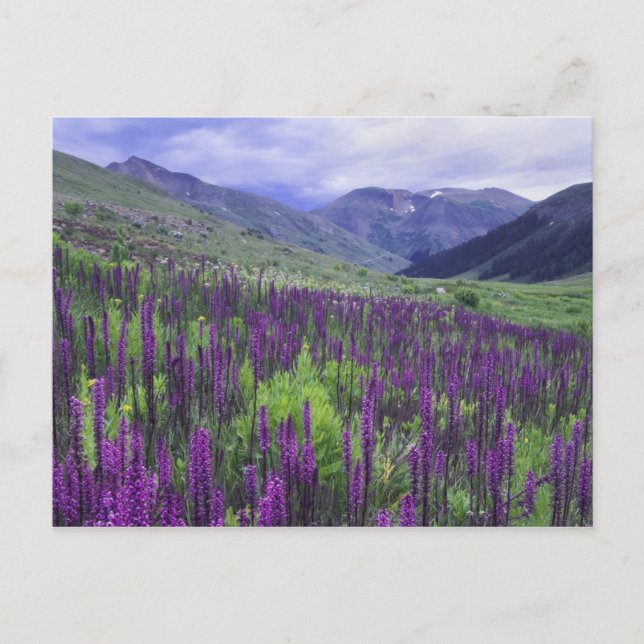 Berg och vildblommor i alpin äng, 2 vykort (Framsida)