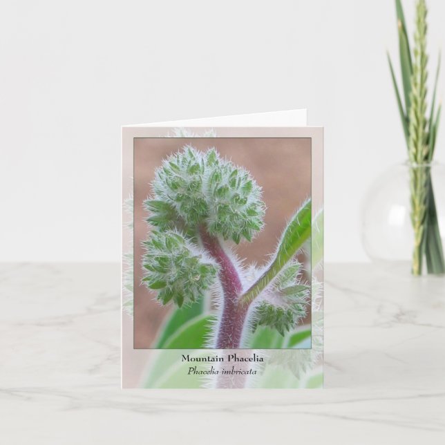 Berg Phacelia - infödda Notecard Kort (Framsida)