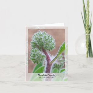 Berg Phacelia - infödda Notecard Kort