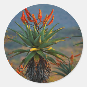 Bergaloe (Aloe Marlothii Berger) 2 Runt Klistermärke